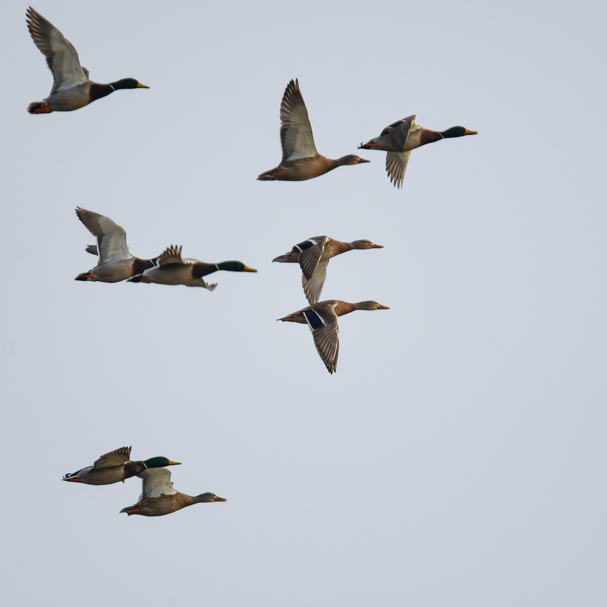 Canard colvert - ML194417221