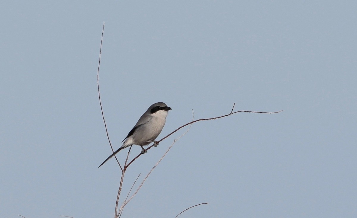 Loggerhead Shrike - ML194417571