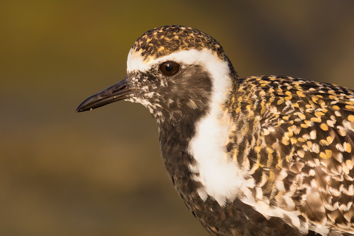 Pacific Golden-Plover - ML194417721