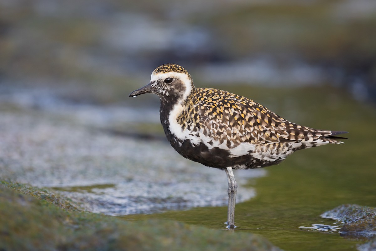 Pacific Golden-Plover - ML194417791