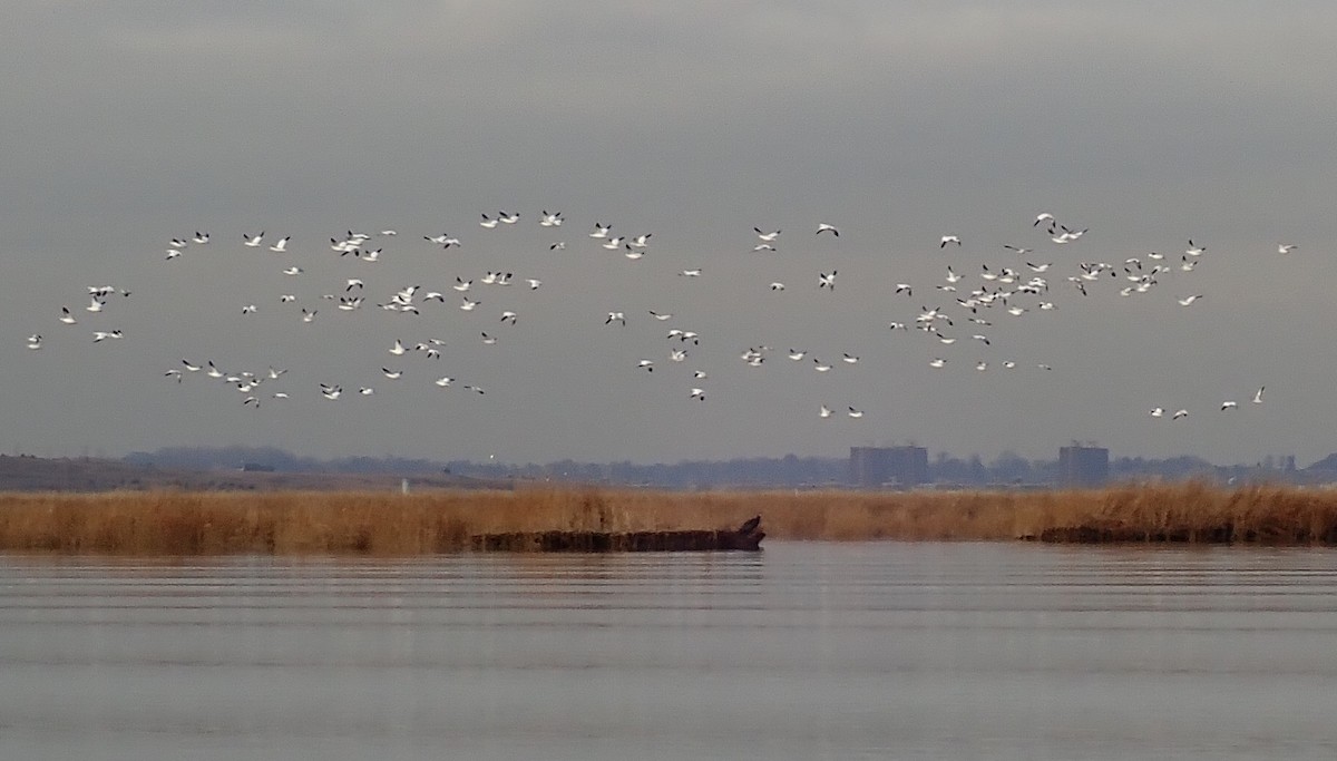 Snow Goose - ML194418101