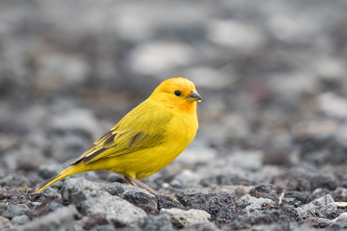 Saffron Finch - Ryan Sanderson