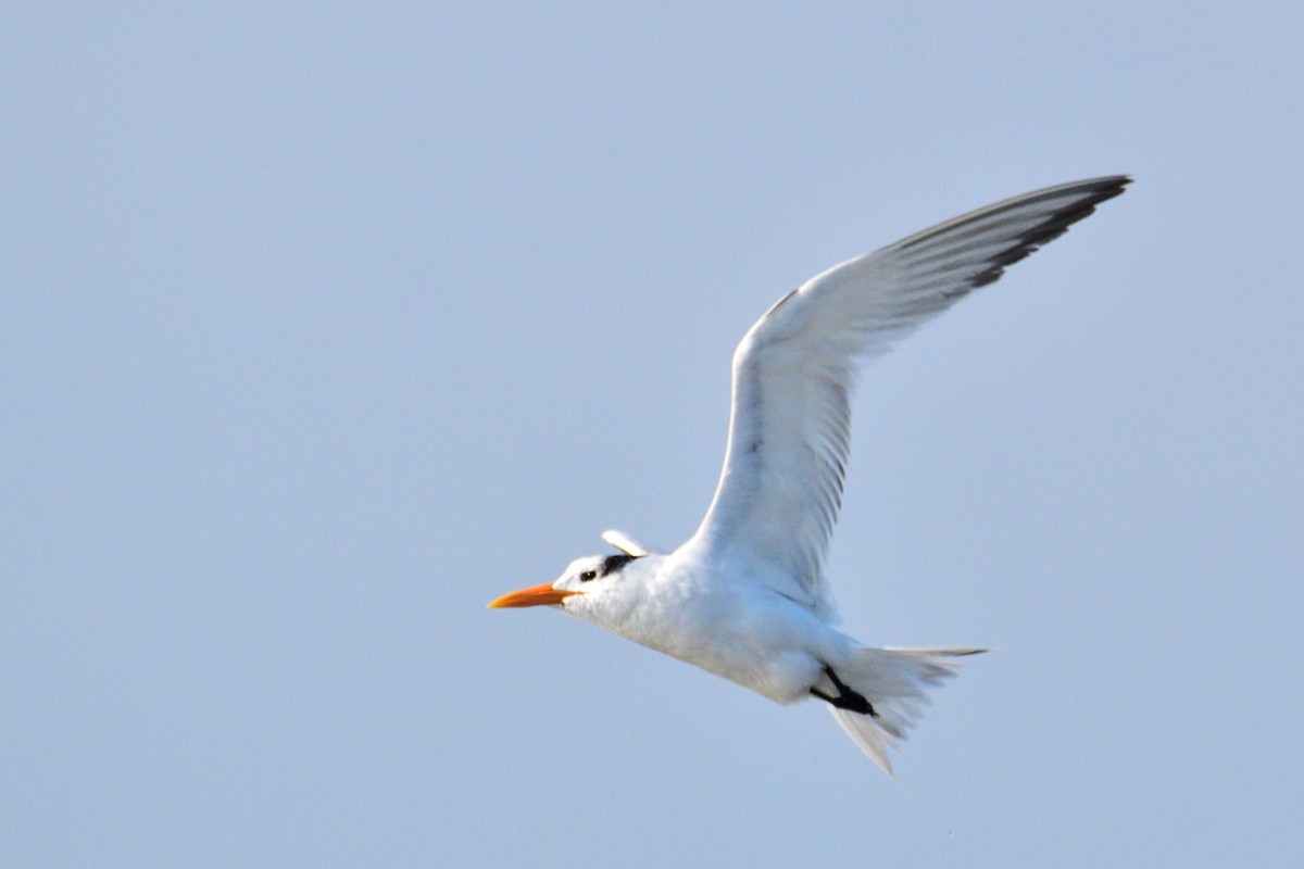 Royal Tern - ML194420261