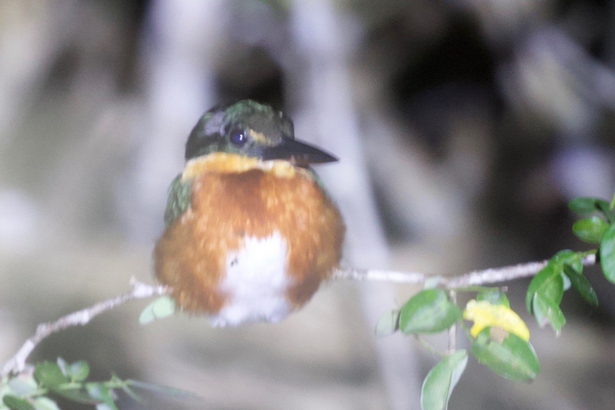 American Pygmy Kingfisher - ML194420451