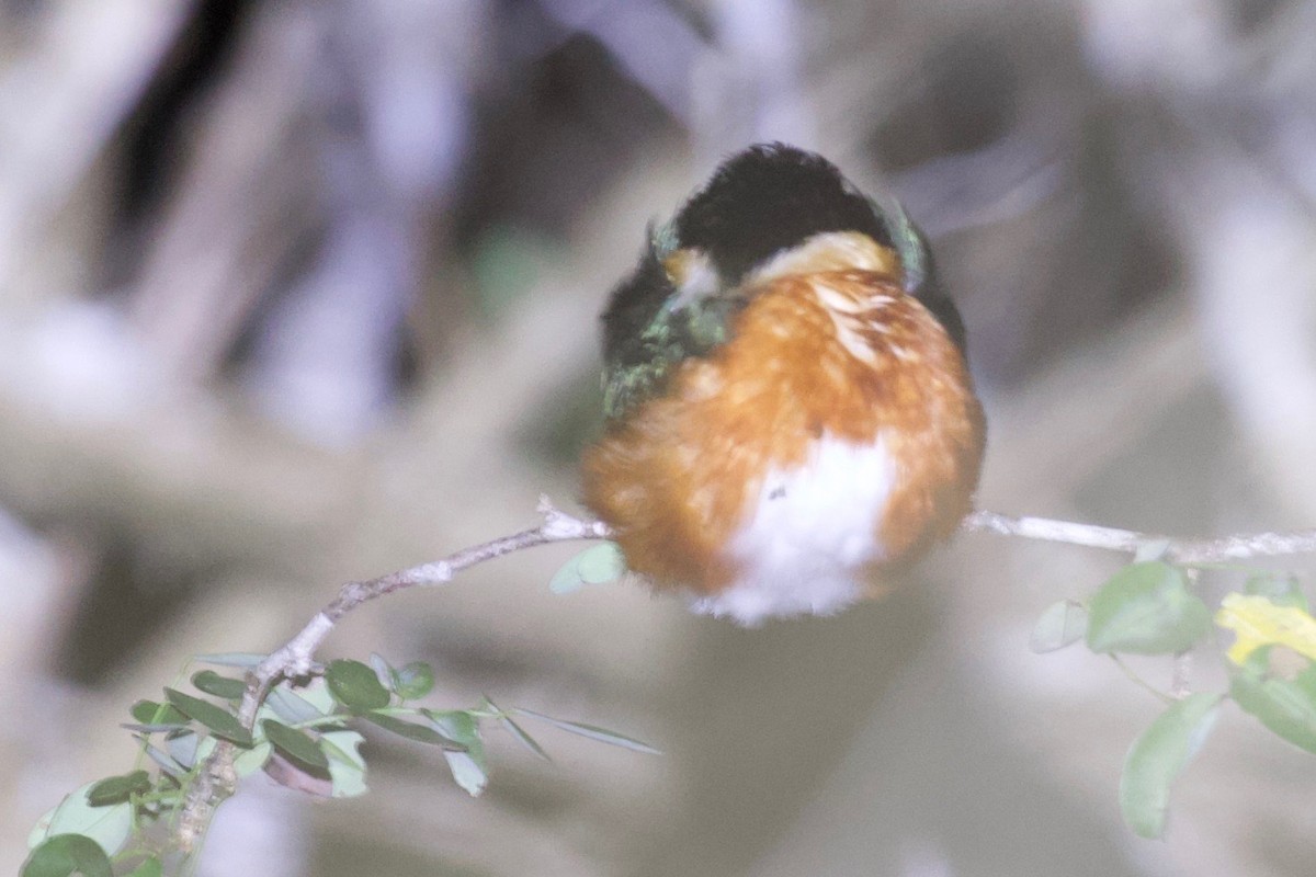 American Pygmy Kingfisher - ML194420471