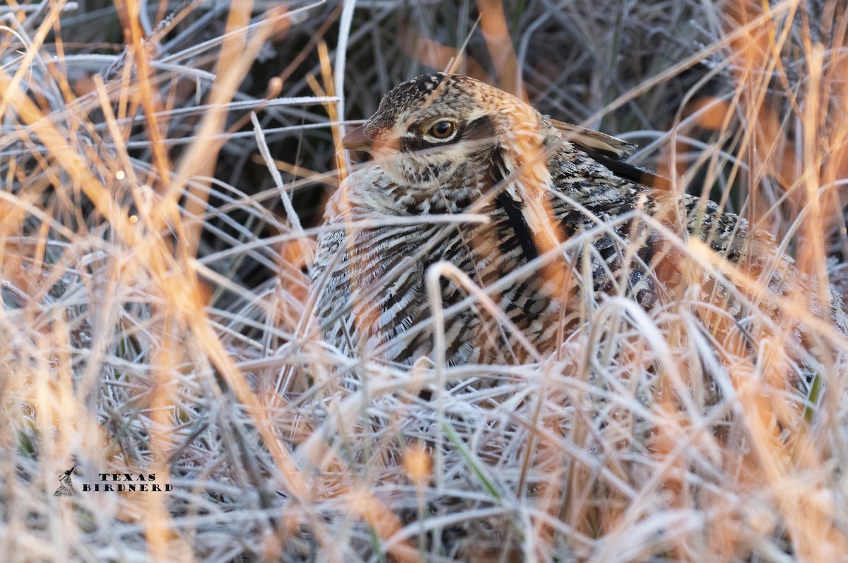 Greater Prairie-Chicken (Attwater's) - ML194422601