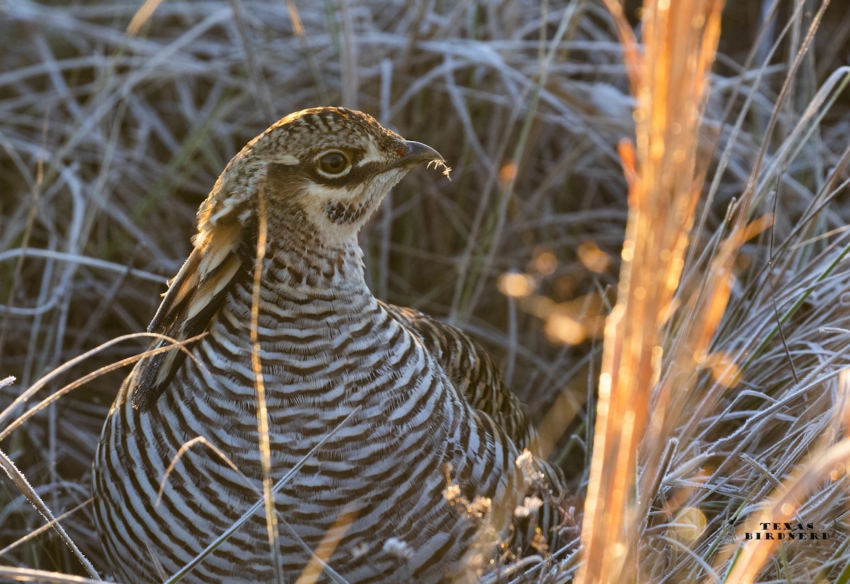 Greater Prairie-Chicken (Attwater's) - ML194422731