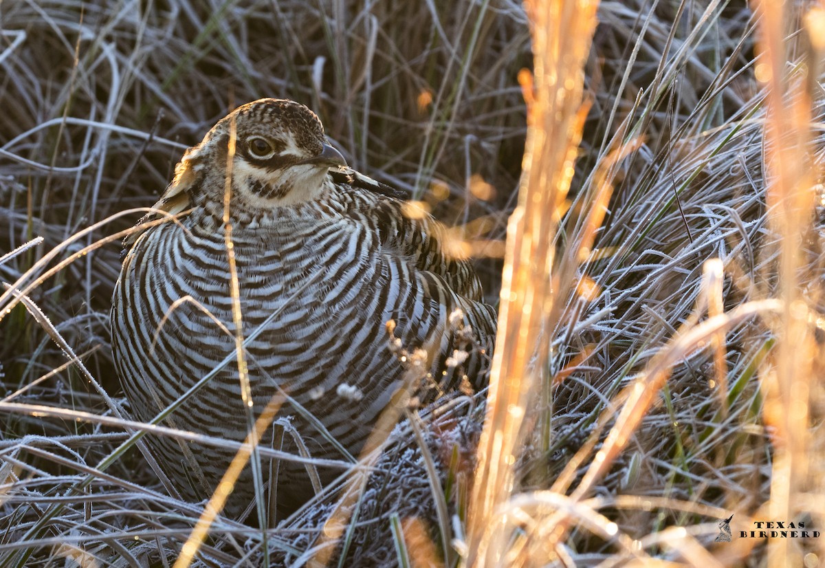 Greater Prairie-Chicken (Attwater's) - ML194422761