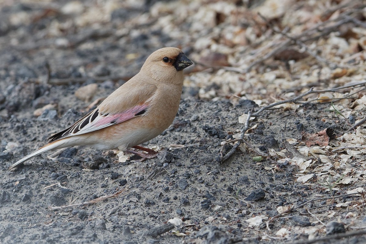 Desert Finch - ML194423911