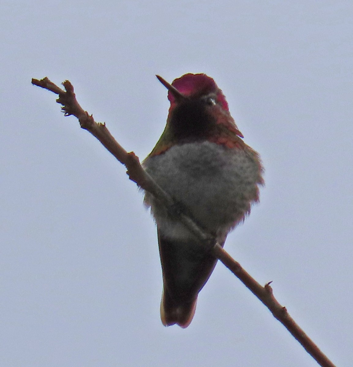 Anna's Hummingbird - Diane Etchison