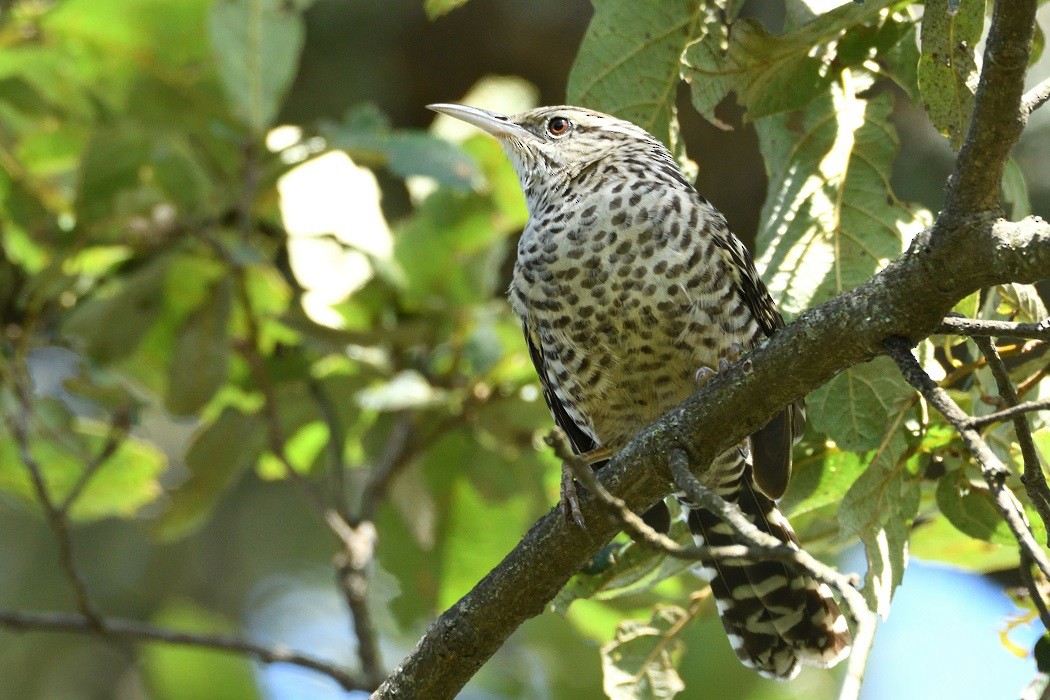 Gray-barred Wren - ML194427191