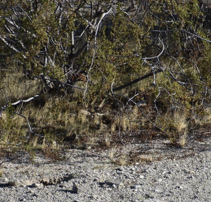 White-crowned Sparrow - ML194427581