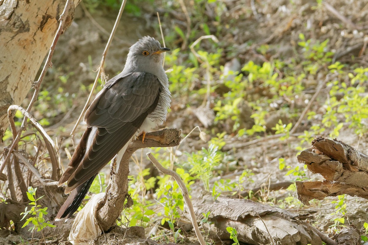 Coucou gris - ML194428431