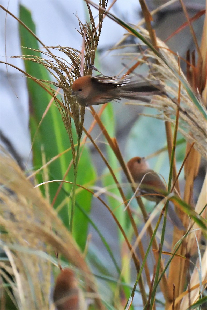 Vinous-throated Parrotbill - 純霖 施