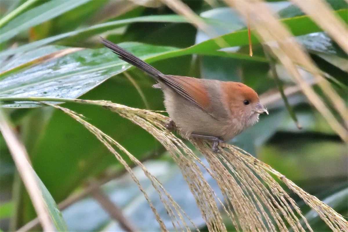 Vinous-throated Parrotbill - 純霖 施