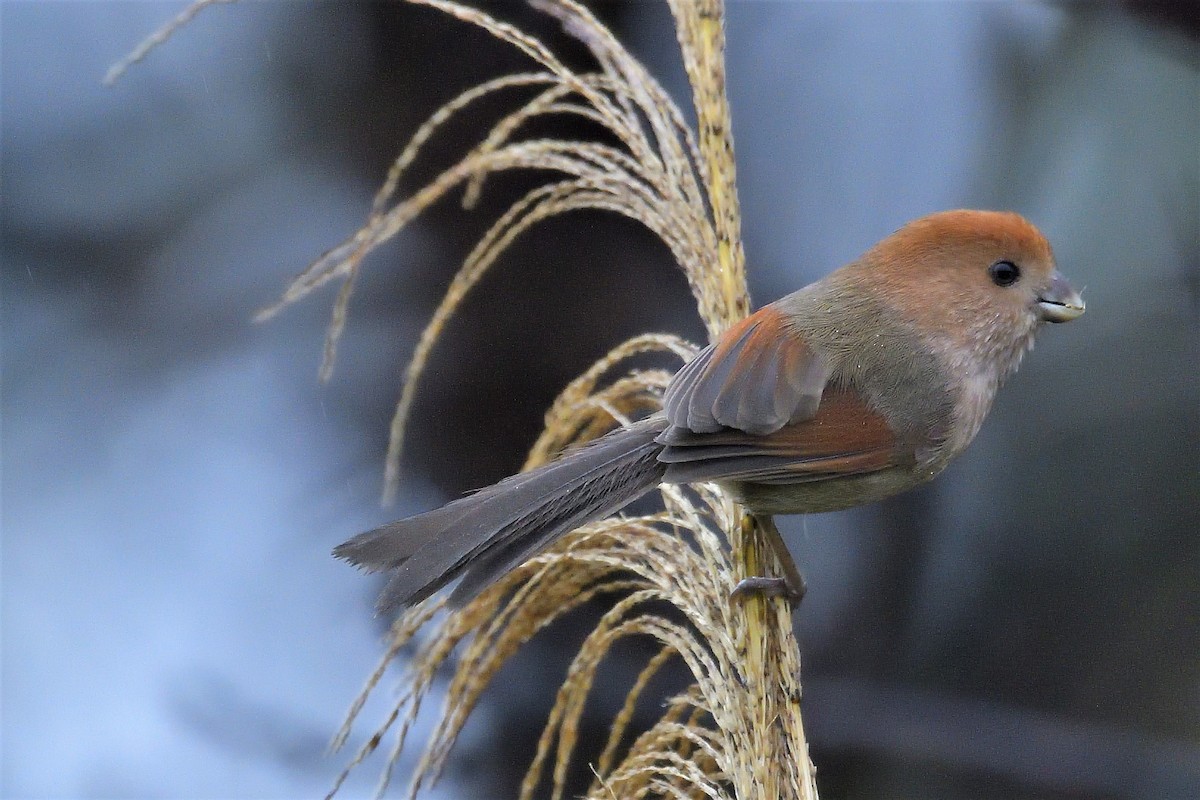 Vinous-throated Parrotbill - 純霖 施