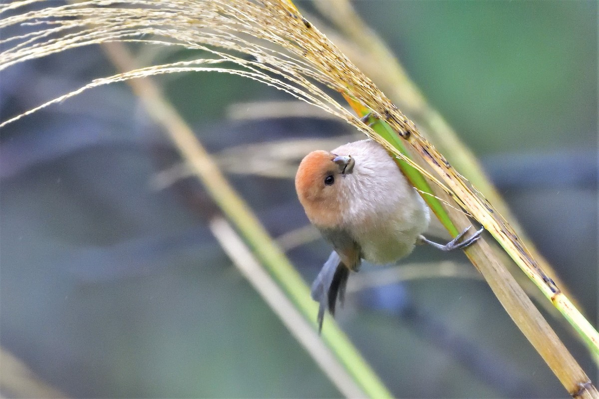 Vinous-throated Parrotbill - 純霖 施