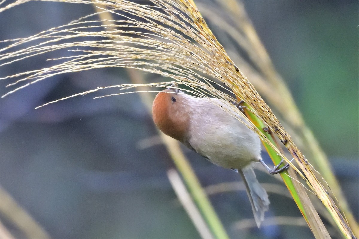 Vinous-throated Parrotbill - ML194428911