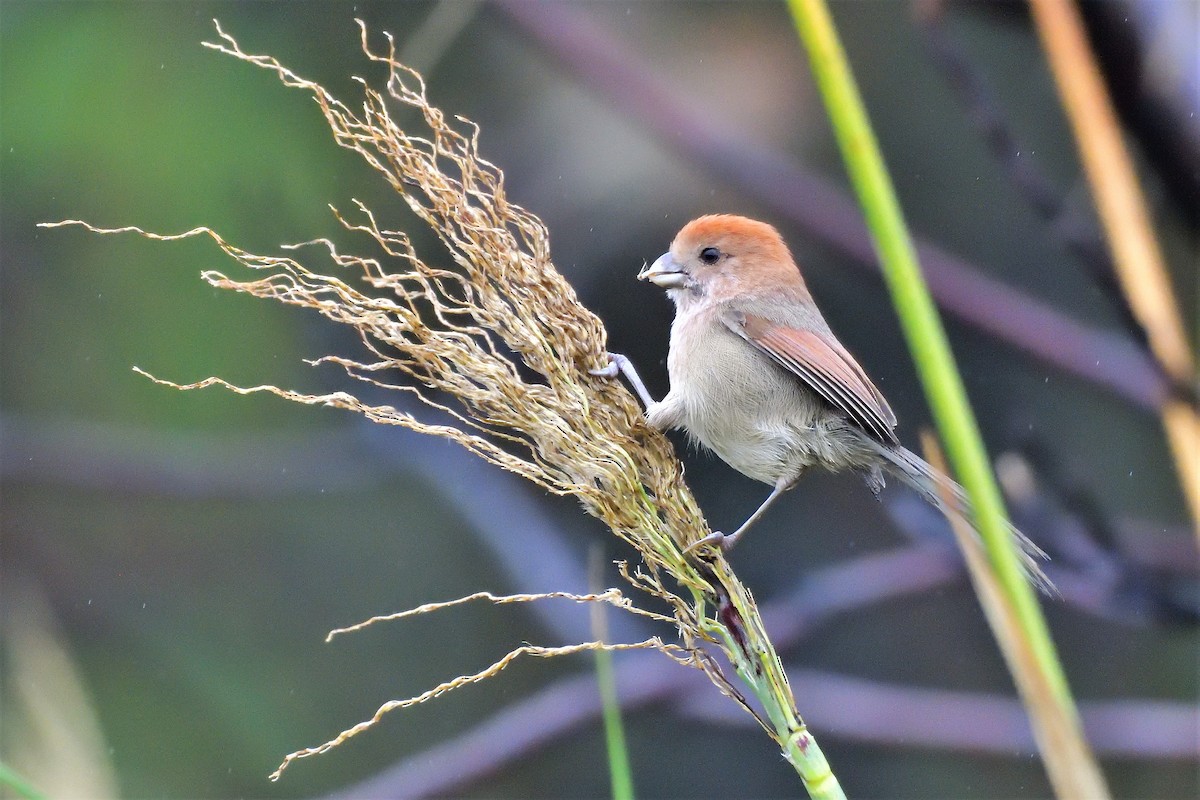 Vinous-throated Parrotbill - ML194428951