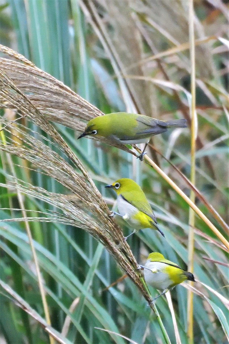 Swinhoe's White-eye - ML194429041