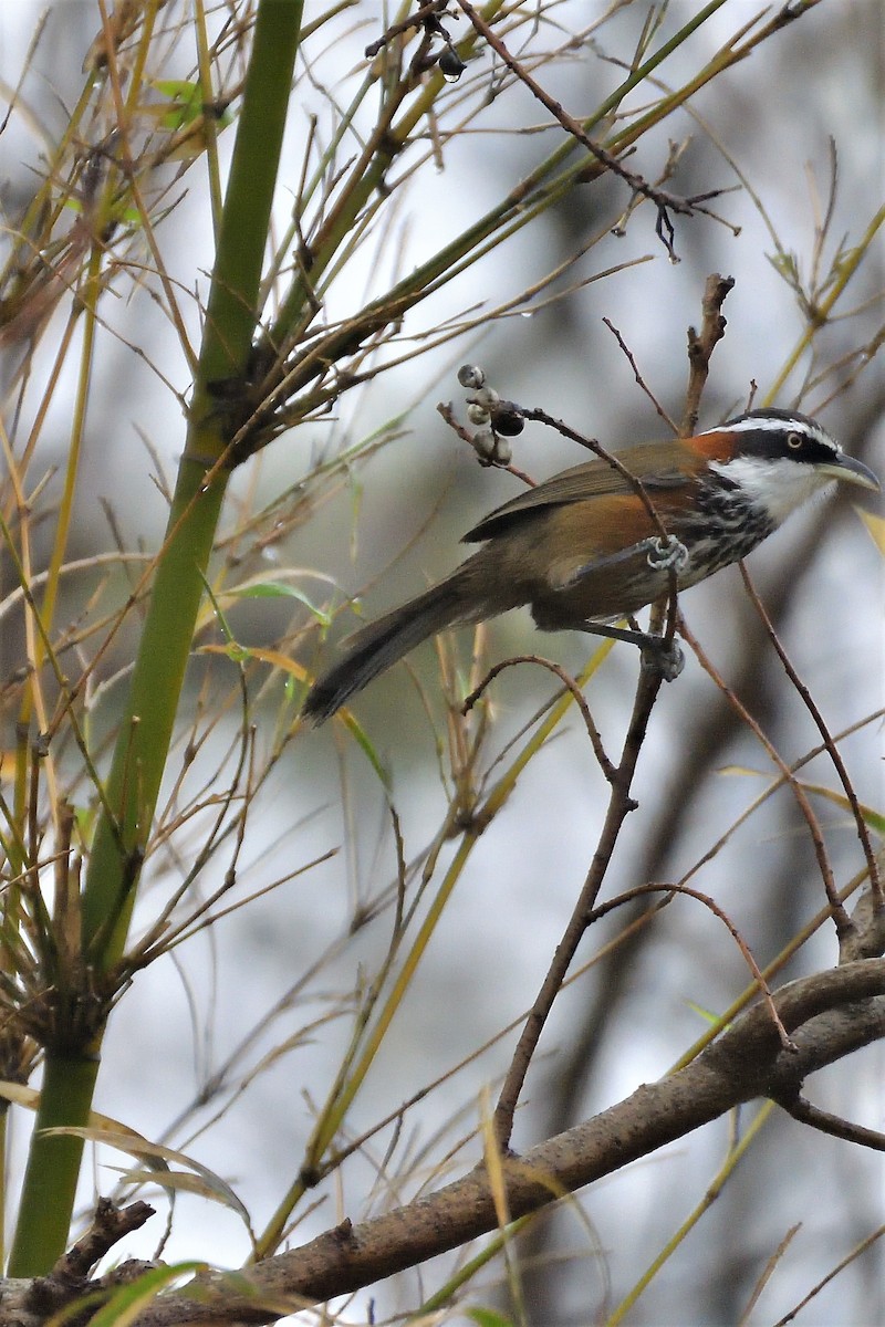 Taiwan Scimitar-Babbler - ML194429101