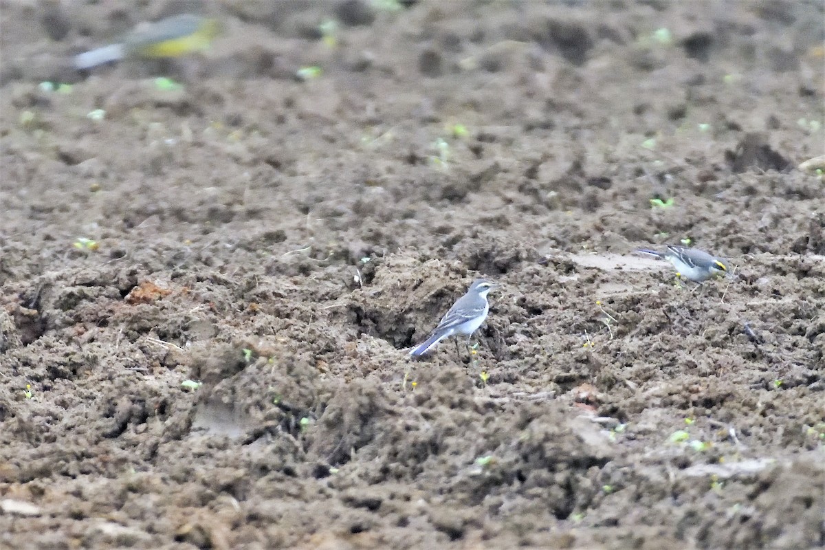 Eastern Yellow Wagtail - ML194429181