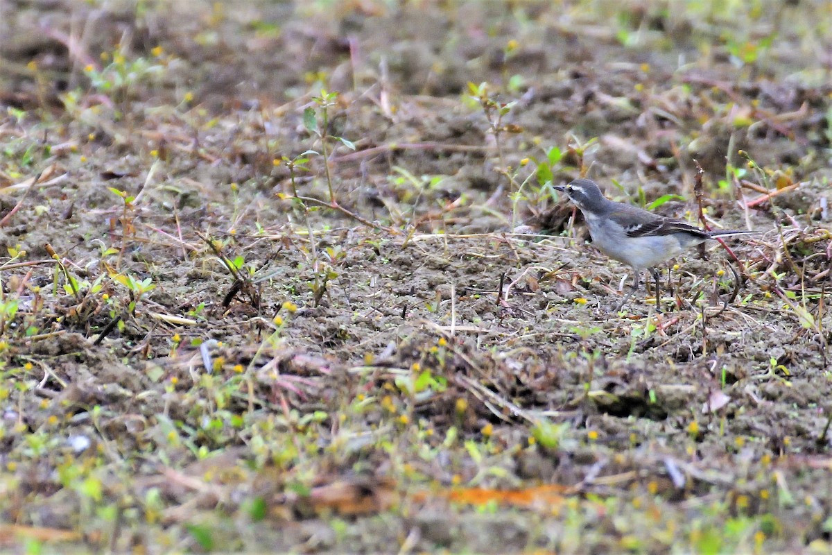 Eastern Yellow Wagtail - ML194429211