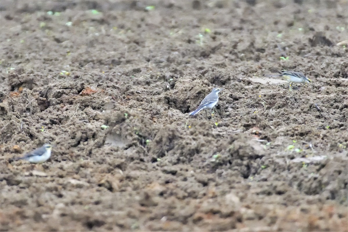 Eastern Yellow Wagtail - 純霖 施