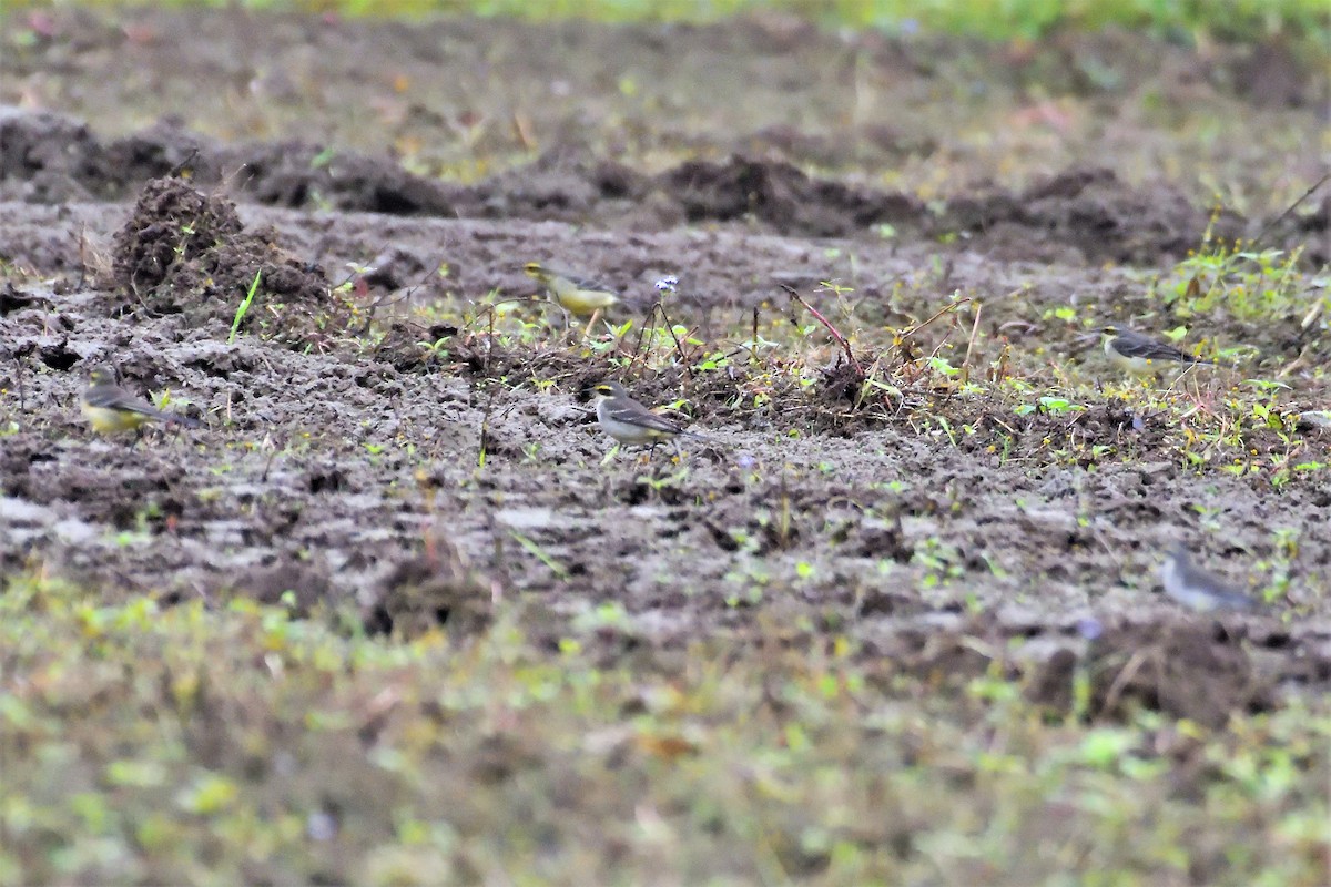 Eastern Yellow Wagtail - ML194429291