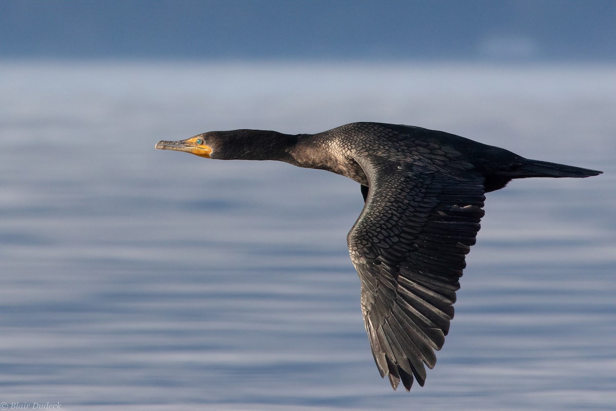 Double-crested Cormorant - ML194429451