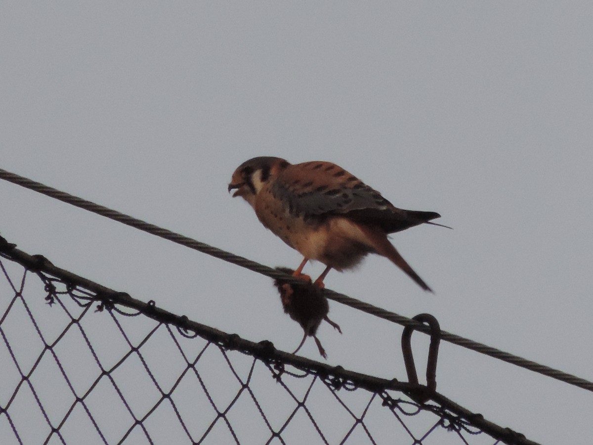 American Kestrel - ML194429591