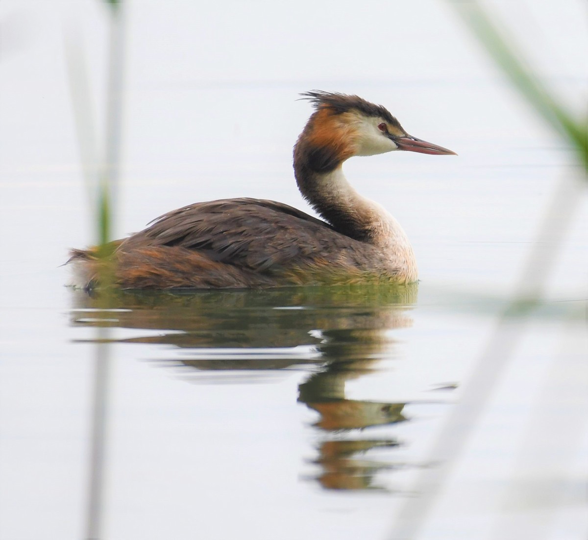 Great Crested Grebe - ML194432961