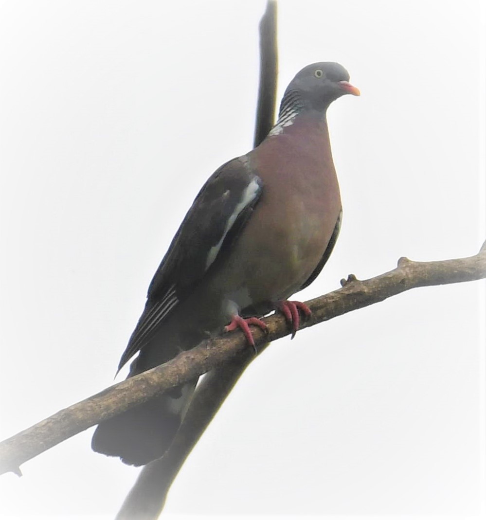 Common Wood-Pigeon - ML194432981