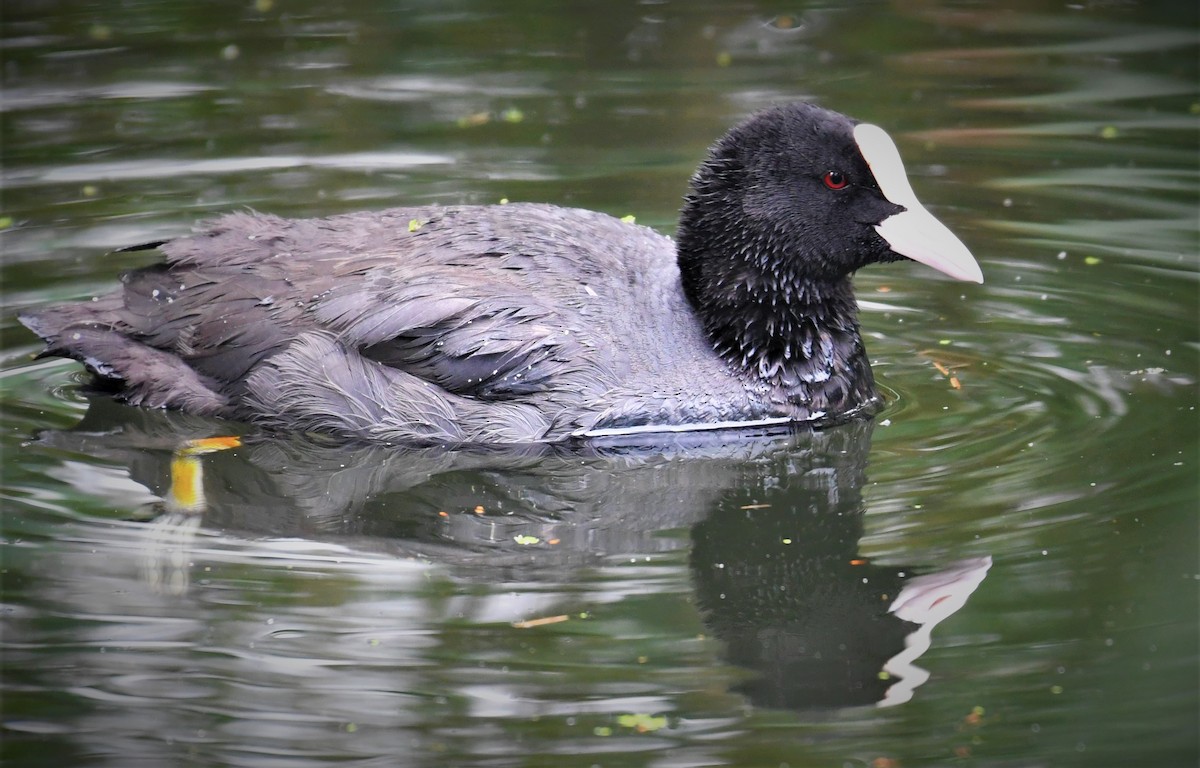 Eurasian Coot - ML194433011