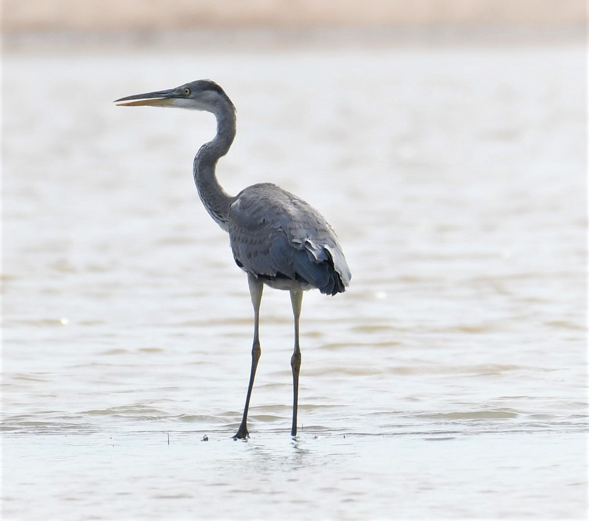 Gray Heron - ML194433131