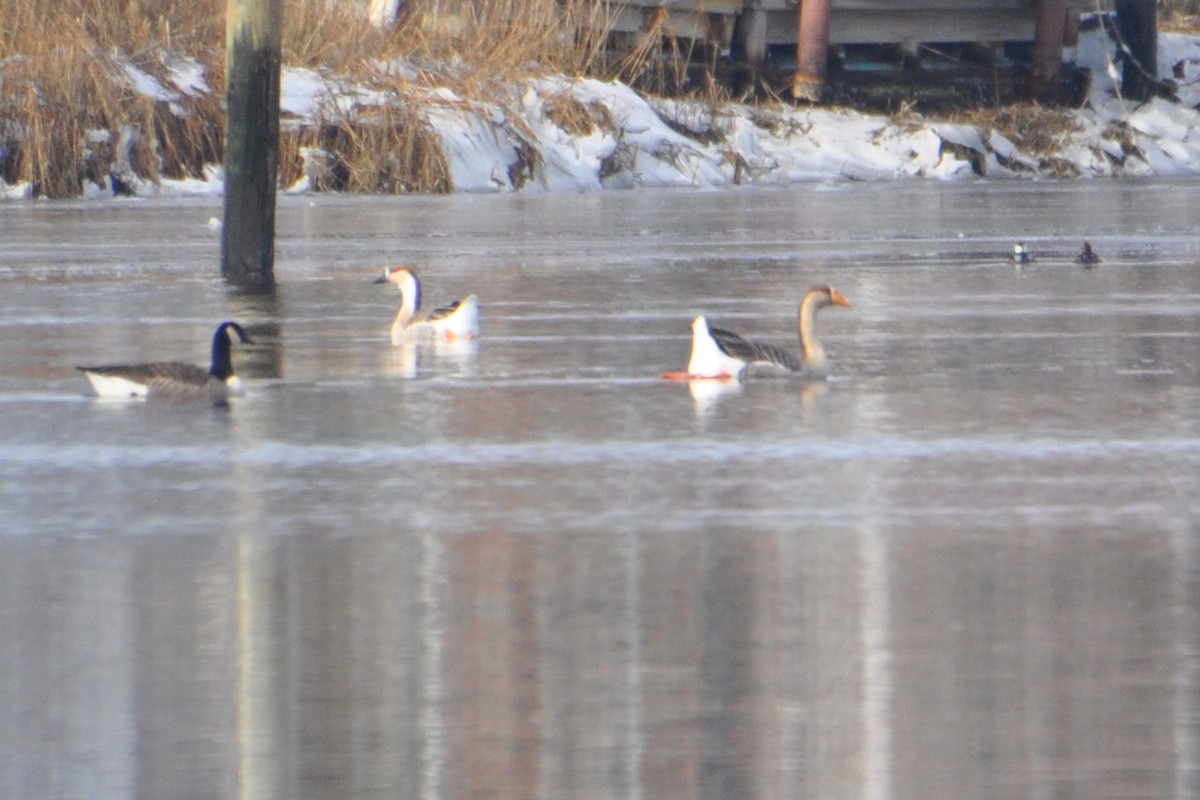 Domestic goose sp. (Domestic type) - ML194433521