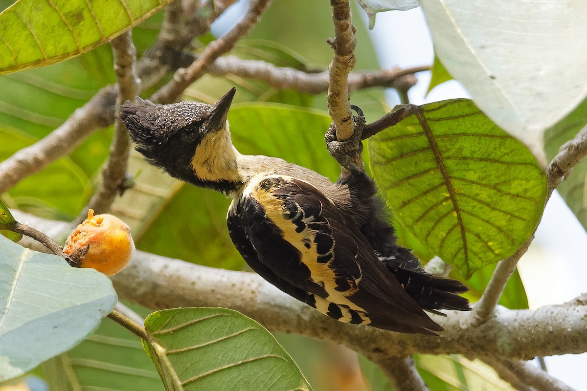 Heart-spotted Woodpecker - Debasish Tapna