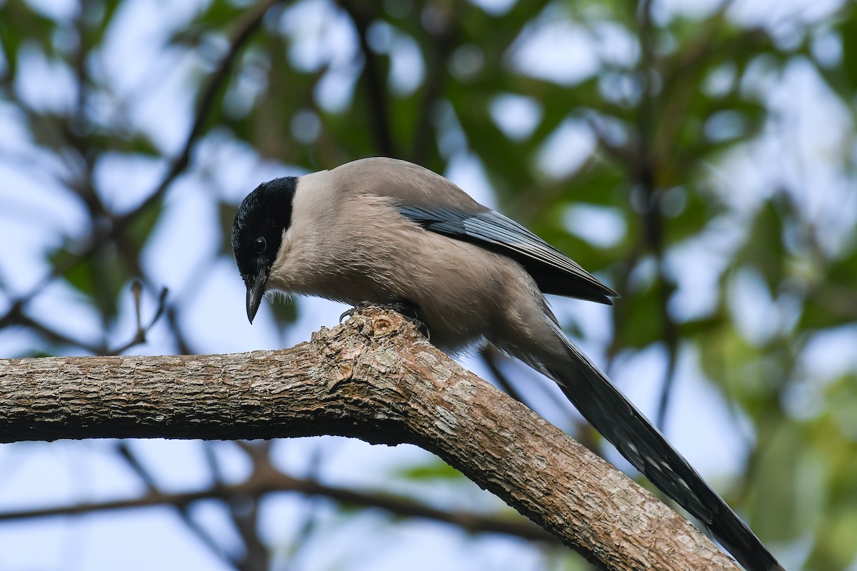 Azure-winged Magpie - ML194435161