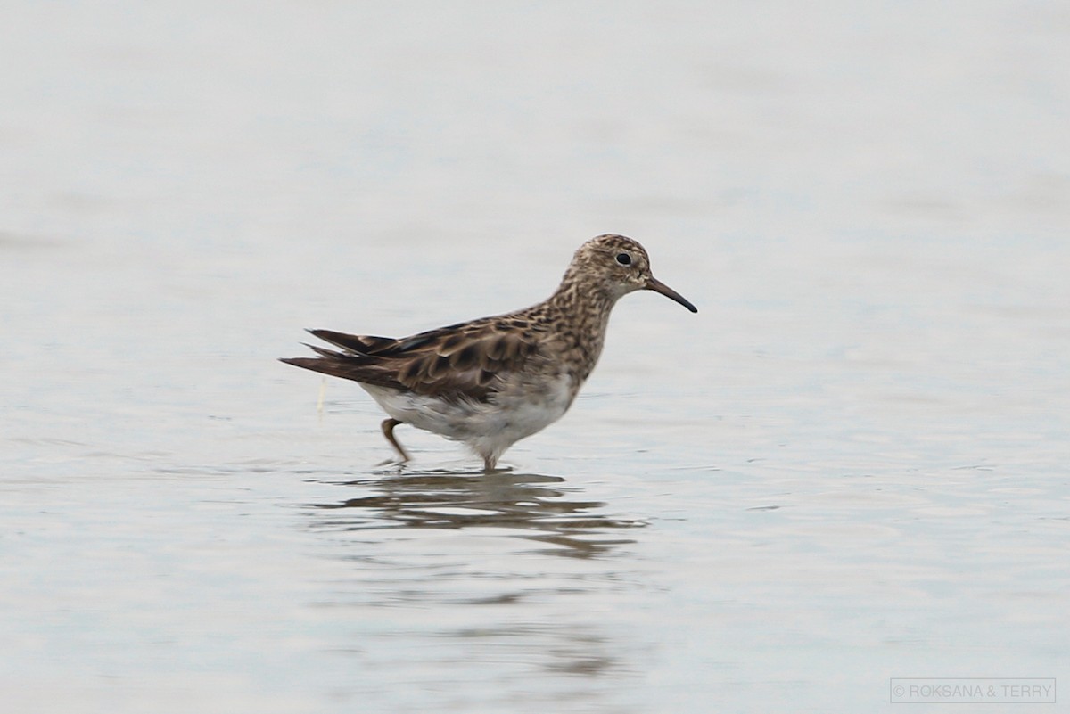 Pectoral Sandpiper - ML194438491