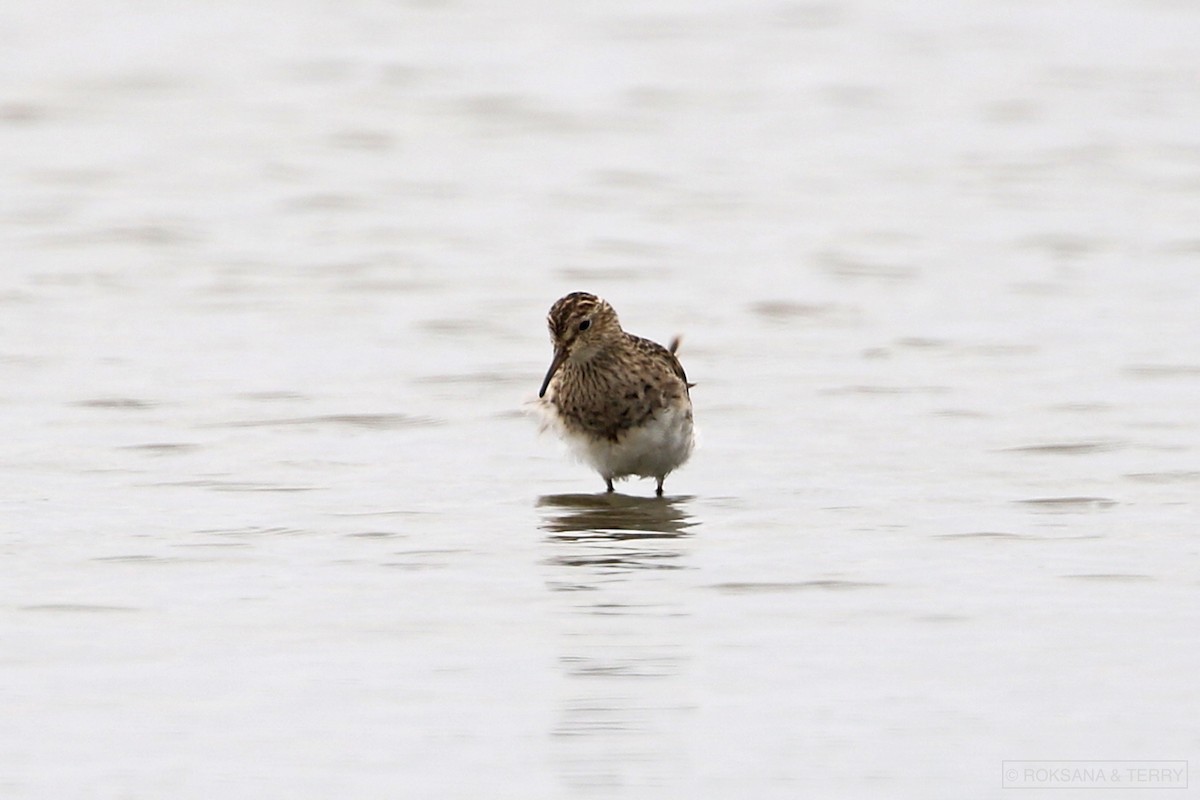 Graubrust-Strandläufer - ML194438581