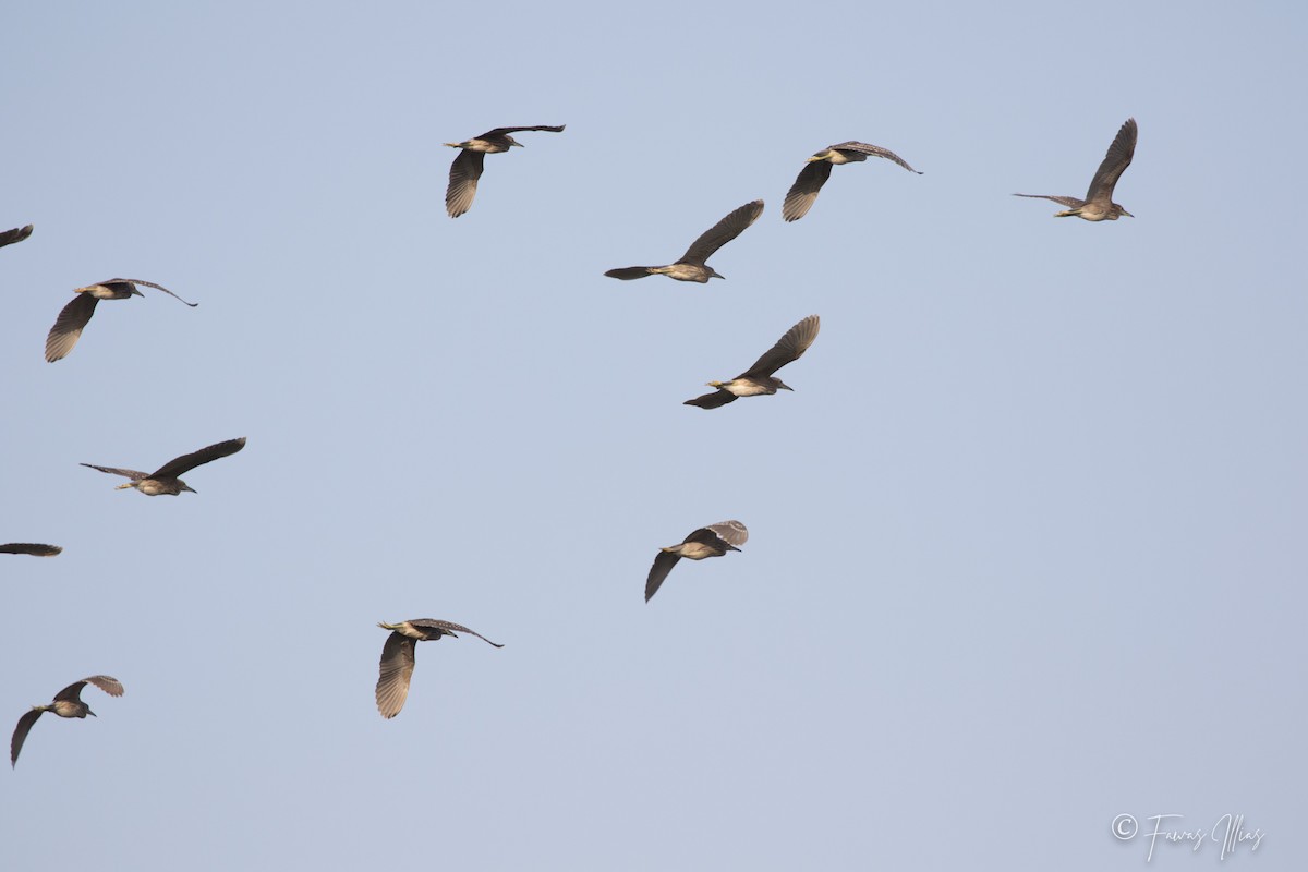 Black-crowned Night Heron - ML194438711