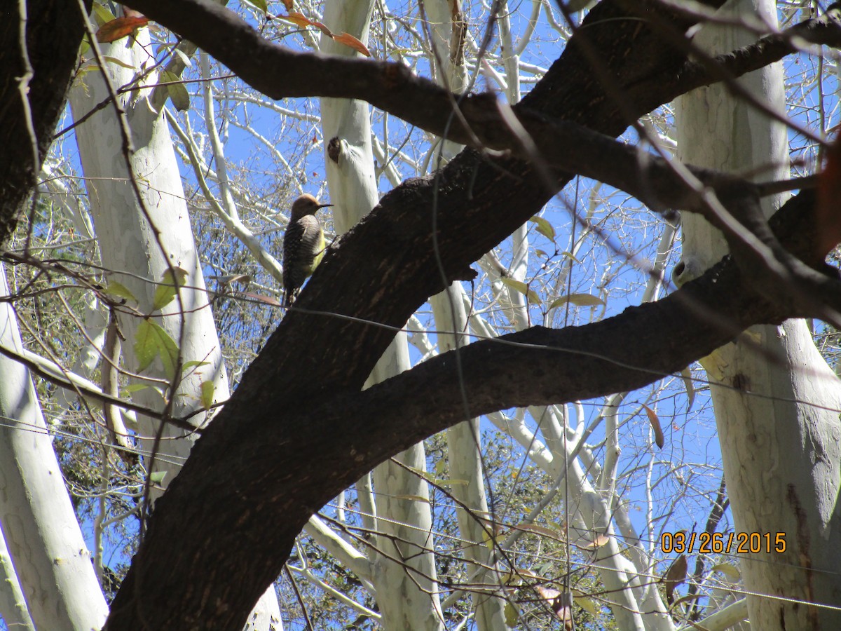 Williamson's Sapsucker - ML194439271