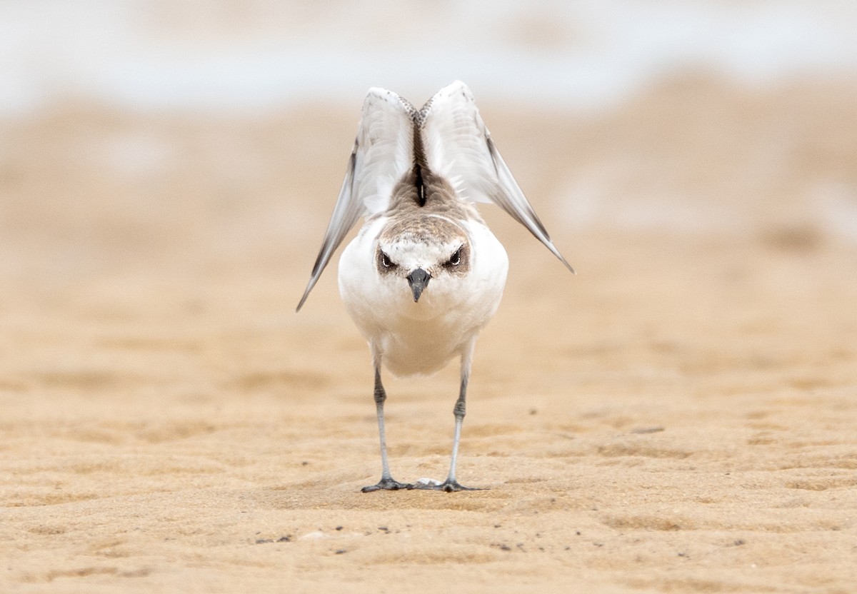 Kentish Plover - Simon Gorta