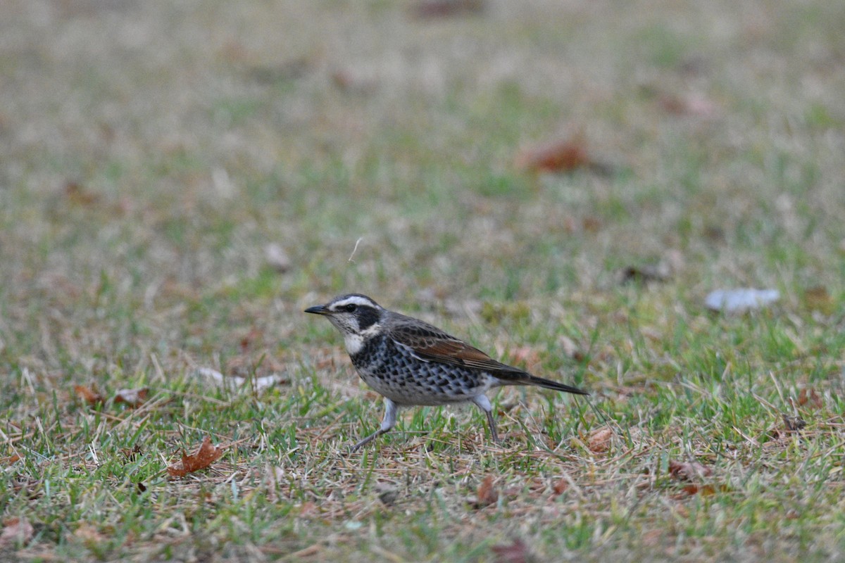 Dusky Thrush - ML194439461