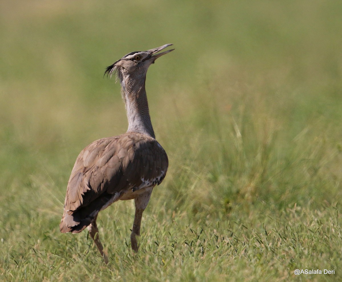 Arabian Bustard - ML194441131