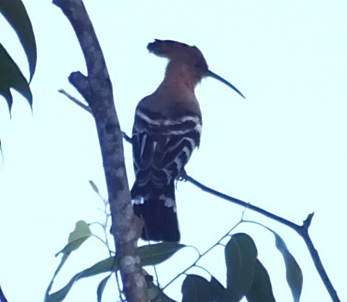 Eurasian Hoopoe - ML194441171