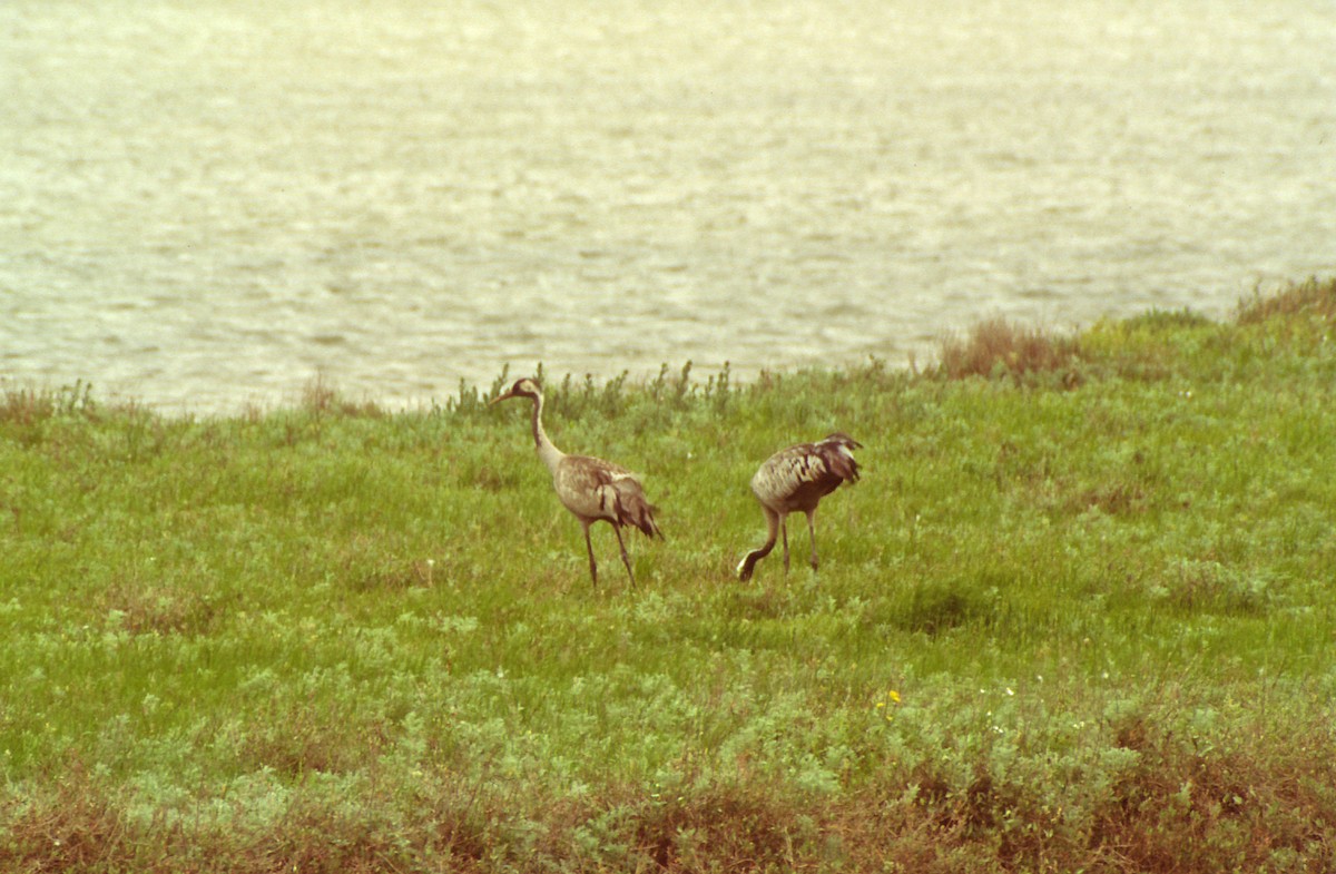 Common Crane - ML194441421