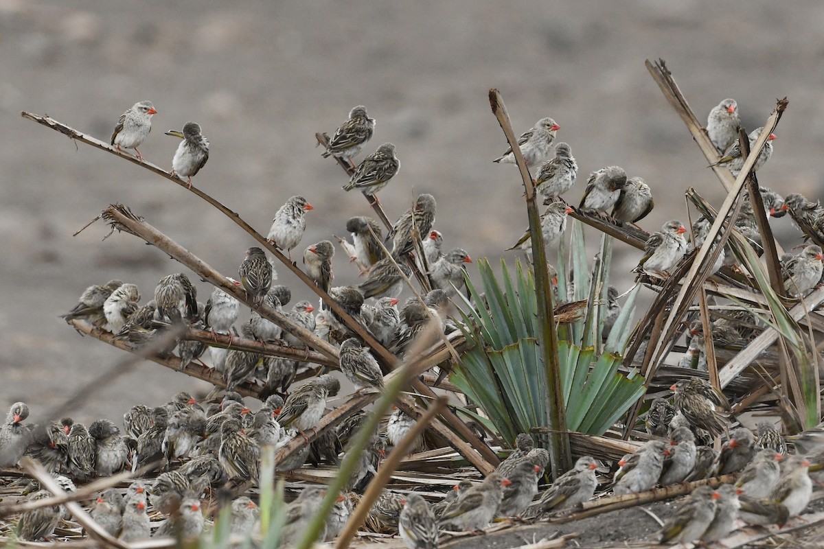 Red-billed Quelea - ML194442501