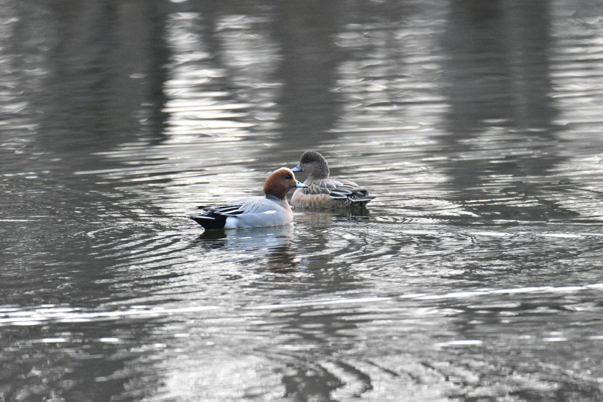 Canard siffleur - ML194442631