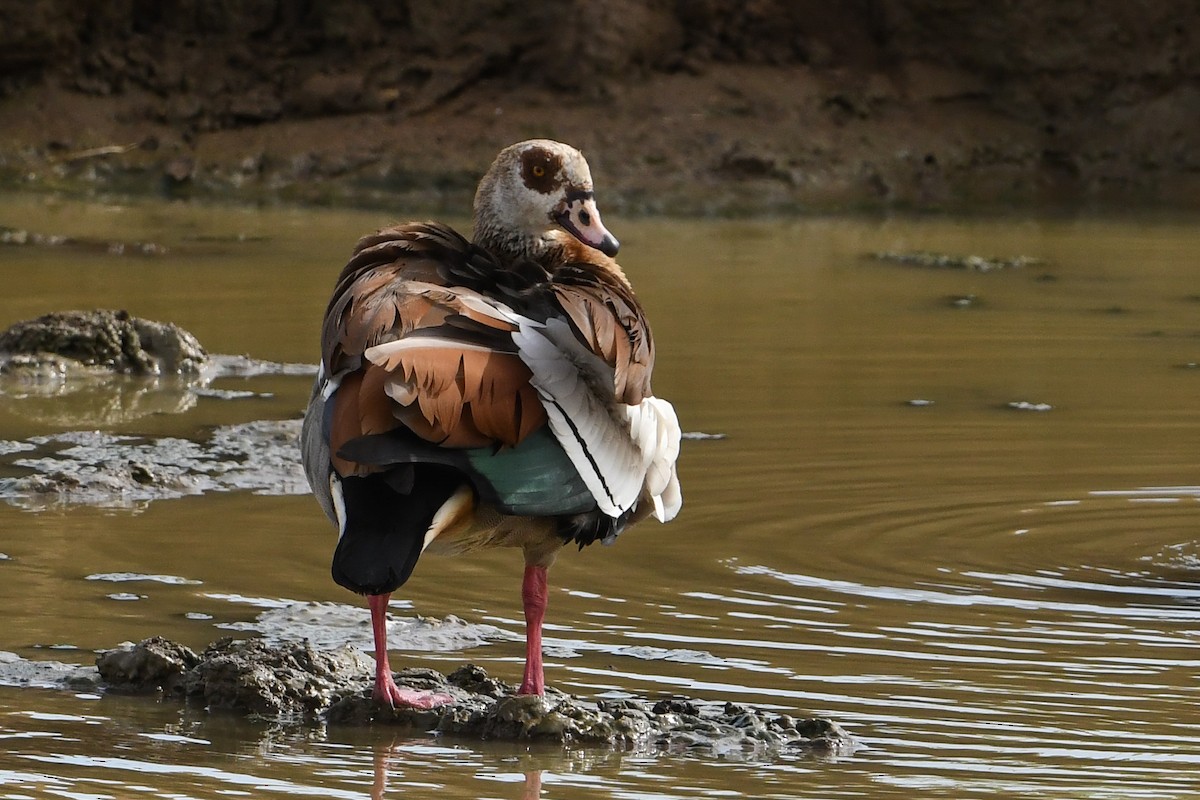 Egyptian Goose - Maryse Neukomm